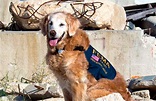 4 perros de rescate héroes el 11-S | Cinco Noticias