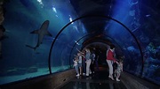 Discovery: Sharks Under Glass / AvaxHome