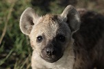 Junge Hyäne Foto & Bild | tiere, wildlife, säugetiere Bilder auf ...