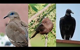 Aniversario de Lima: ¿qué aves son emblemáticas de nuestra capital ...