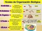 Niveles De Organizacion Biologica De Los Seres Vivos Ejemplos - Niveles ...