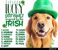Irish Dog Names - @ROSS BUILDING STORE