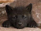 wolf cub | Wolf cub looking out of the rocks. | Lowell | Flickr