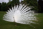 The White Peacock: A Magnificent Bird - Owlcation