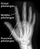 Phalanges (Finger Bones) - Definition, Location, Function, Diagram