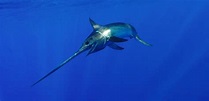 Pacific Swordfish | California Sea Grant
