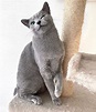 「俄羅斯藍貓」7大特質！長相帥氣人稱喵界金城武，還是規律生活的模範生！ | 寵物圈圈、俄羅斯藍貓、品種貓、短毛貓、貓咪 | 寵物圈圈 | 妞新 ...