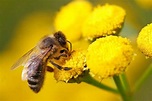 A importância das abelhas na polinização