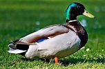 Razas de patos | Especies de patos y sus características