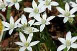 How to Grow and Care for Star of Bethlehem Plants