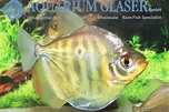 Mylossoma duriventre - Aquarium Glaser GmbH