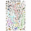Evolution Tree of Life featuring Charles Darwin, 24x36 Poster Print ...