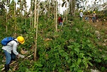 Expertos españoles colaborarán en la regeneración forestal en Palestina ...