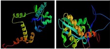 Three-dimensional structure of hypothetical protein by PS square ...