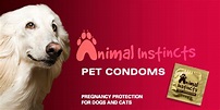SPCA promotes pet condoms for when Fido's in heat | Grist