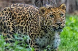 Leopardo de Amur: hábitat y características - Mis Animales