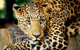 Ultra HD Animal Wallpapers - Top Free Ultra HD Animal Backgrounds ...