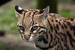 Gato-do-mato: confira descrição, espécies e curiosidades | Guia Animal