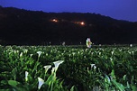 走進螢火蟲夢遊 竹子湖海芋螢光點點越夜越美 - 景點+