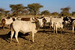La reserva de Gourma - Mali