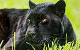 Black Panther Animal Wallpapers - Top Free Black Panther Animal ...