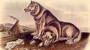 Study: At Least Five Dog Lineages Existed 11,000 Years Ago ...