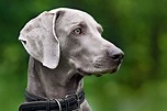 Weimaraner Dog Breed Information & Characteristics