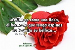 Reflexiones para TI y para MÍ: *@ La Vida es como una Rosa...