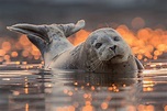 Seal Wallpapers - Top Free Seal Backgrounds - WallpaperAccess