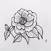 Camellia Sketch at PaintingValley.com | Explore collection of Camellia ...