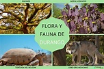 Flora y fauna de Durango - ¡Descubre las plantas y animales de Durango!