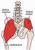 Inferior gluteal nerve - Wikipedia