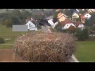 Storchen-Webcam Muhr am See - Nest erfolgreich zurückerobert - YouTube