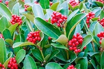 18 Species of Holly Plants