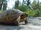 Greek Tortoise Care: Size, Habitat, Lifespan, Food List...