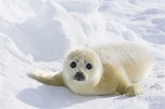 Baby Seal Wallpapers - Top Free Baby Seal Backgrounds - WallpaperAccess