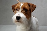 Russell Terriers Finally Get Their Turn in Westminster Spotlight - The ...