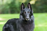 Belgian Sheepdog: Dog Breed Characteristics & Care