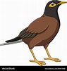 Cute myna bird cartoon Royalty Free Vector Image