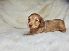 Songcatcher Dachshunds - Available Puppies