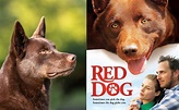 Red Dog, la famosa película de un perro Kelpie australiano