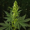 Equatorial cannabis varieties - Sensi Seeds
