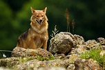 🐺 Chacal: Características y Curiosidades » Animales Salvajes