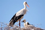 Blog do Edu Ambiental: Cegonha