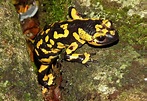 La salamandra: habita, reproducción y costumbres de la especie | Mascotas
