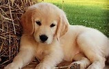 Perros Golden Retriever bebés: precios, fotos y características