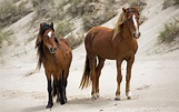 Photos: The wild horses of Sable Island | Canadian Geographic