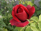 La rosa mas hermosa - Imagui