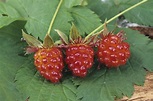 What Are Salmonberries, and How Are They Used?