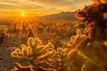 Sunrise on Cholla Cactus, Joshua Tree, CA [OC] 3000x2000 : r/EarthPorn